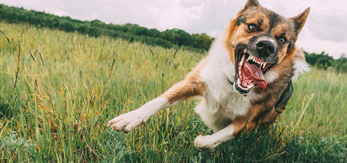 dog bites attorney orange county