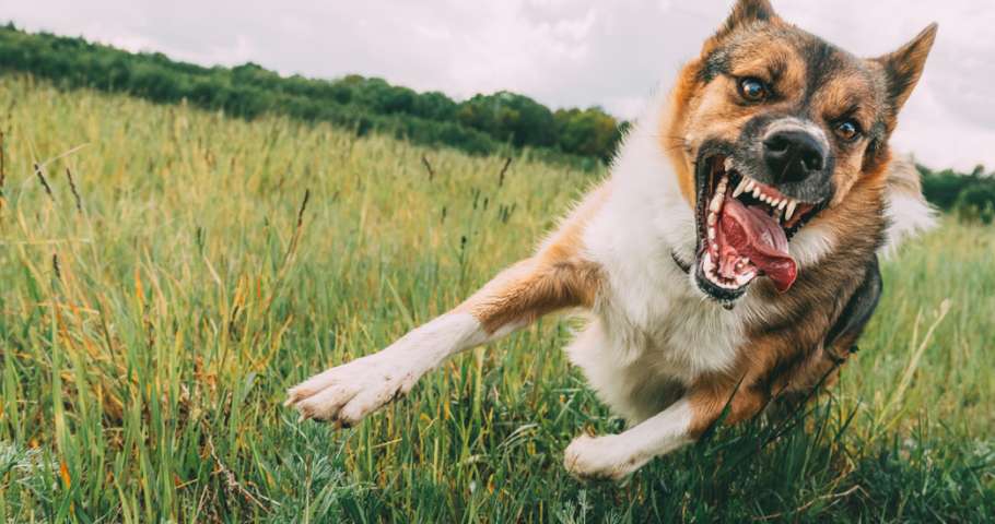 dog bites attorney orange county